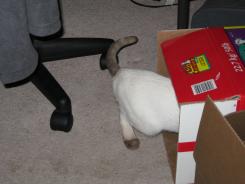 more kittens